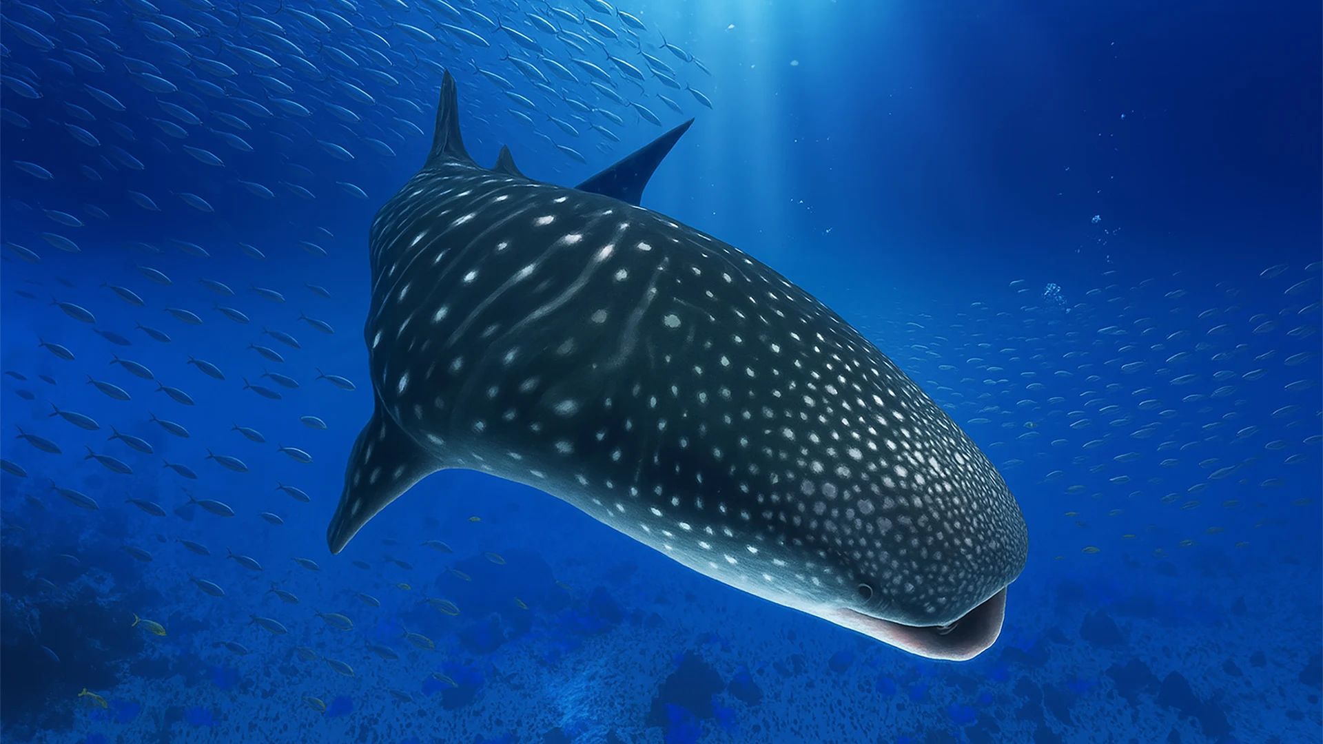 The Whale Shark screenshot